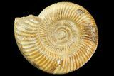 Jurassic Ammonite (Perisphinctes) Fossil - Madagascar #163135-1